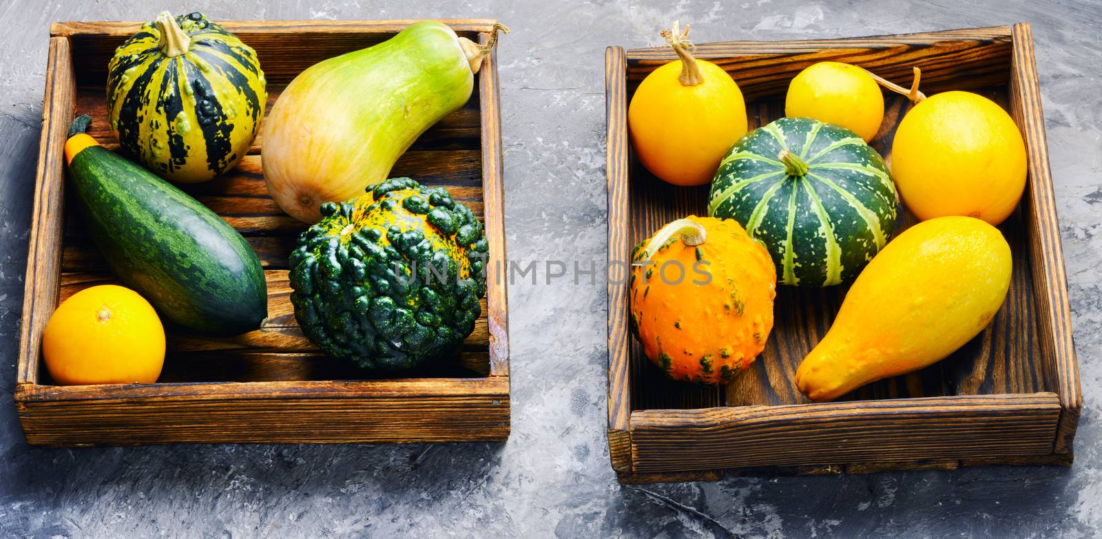 Beautiful autumn seasonal background with pumpkins in box.Autumn nature concept