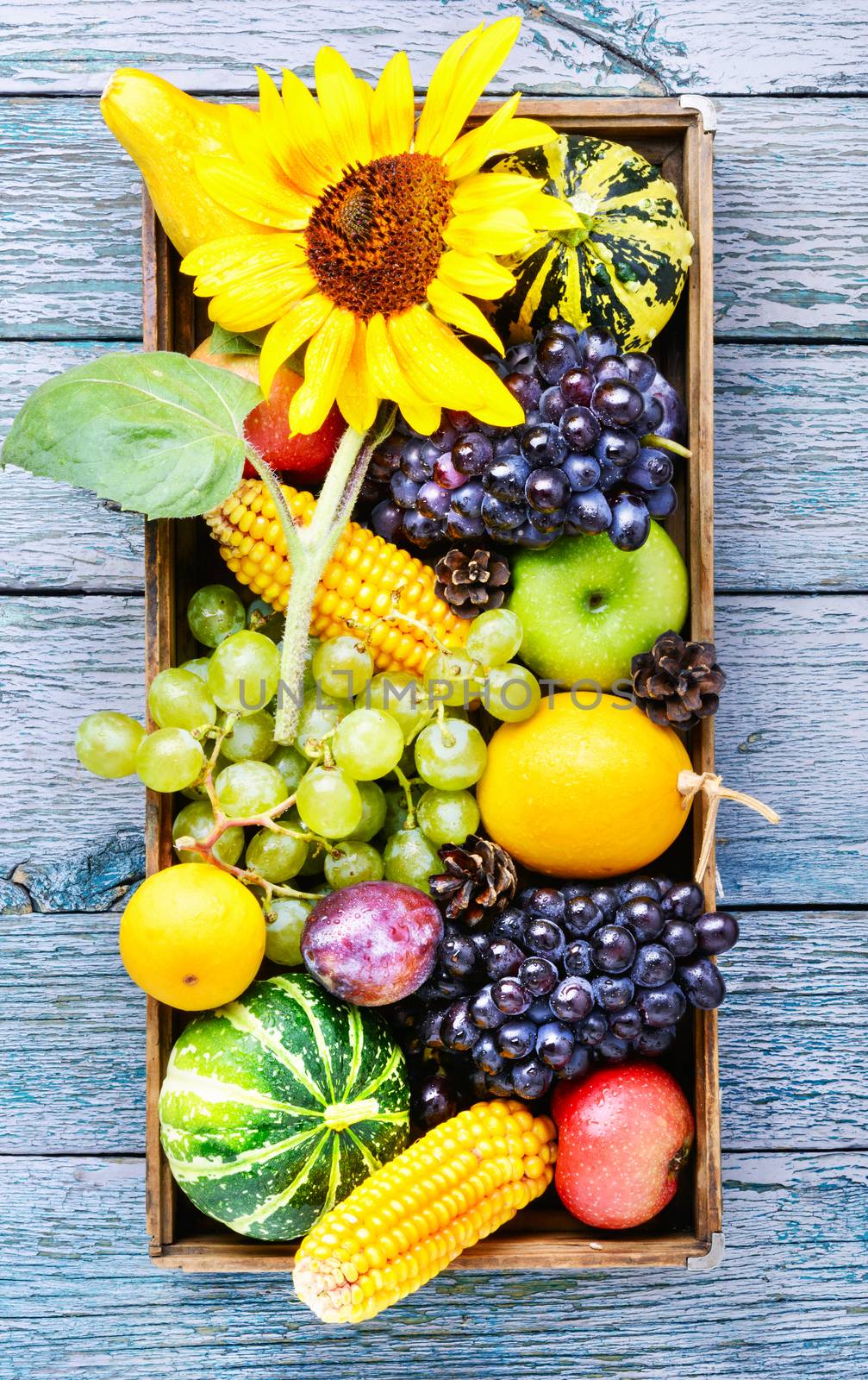 Autumn background with pumpkin, apples,plum and grapes.Autumnal concept