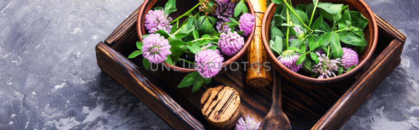 Clover or trefoil flower medicinal herbs.Healing herbs