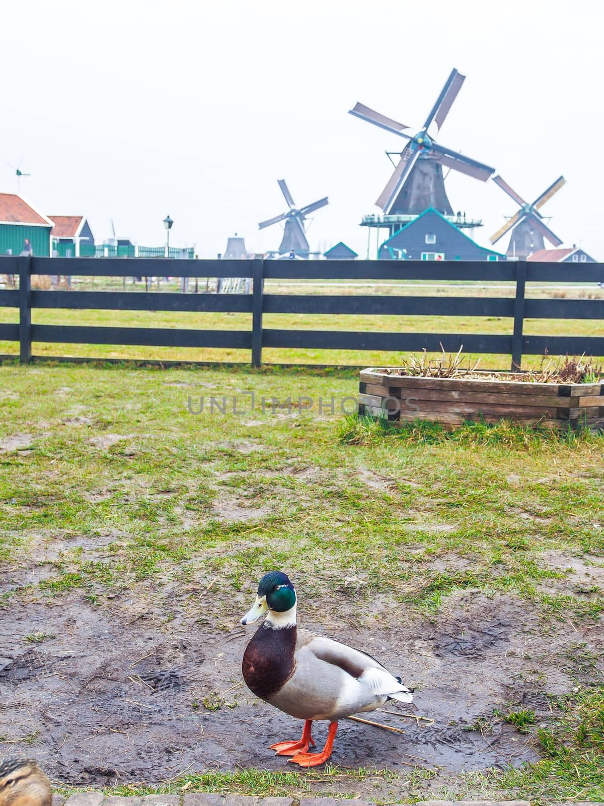 A duck and historic windmills at Zaanse Schans by simpleBE