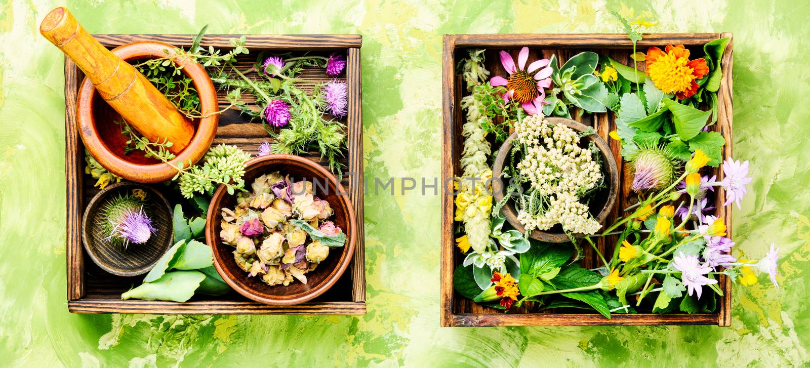 Various raw medical herbs and flowers.Alternative medicine concept