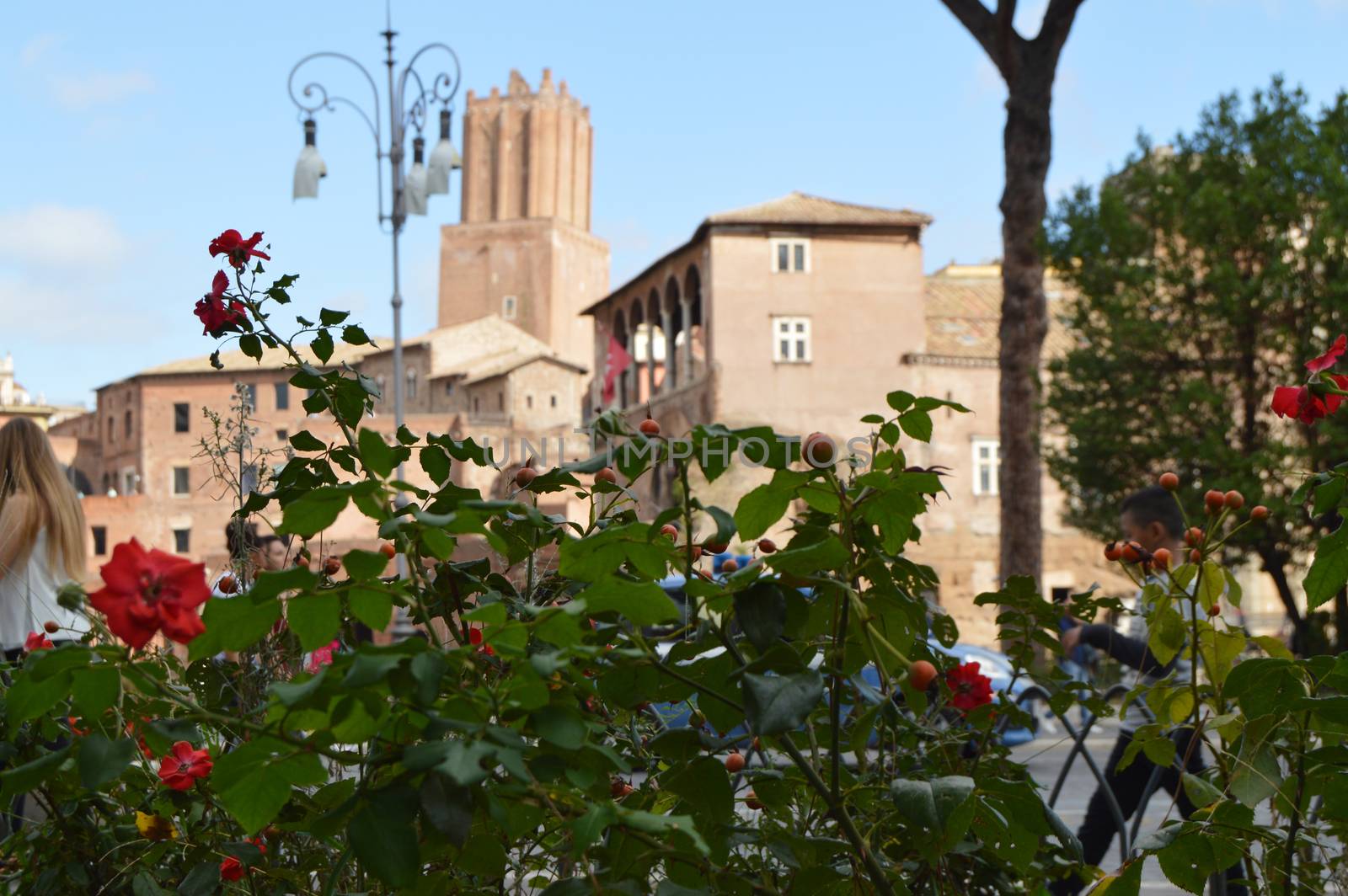 View of the Via dei Fori Imperiali is the main tourist street of Rome, through the flowering wild rose bushes, on 7 October 2018 by claire_lucia