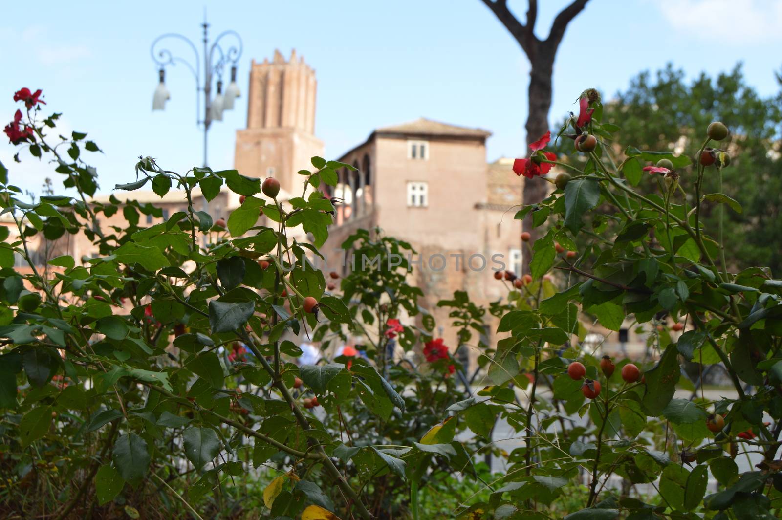 View of the Via dei Fori Imperiali is the main tourist street of Rome, through the flowering wild rose bushes, on 7 October 2018 by claire_lucia