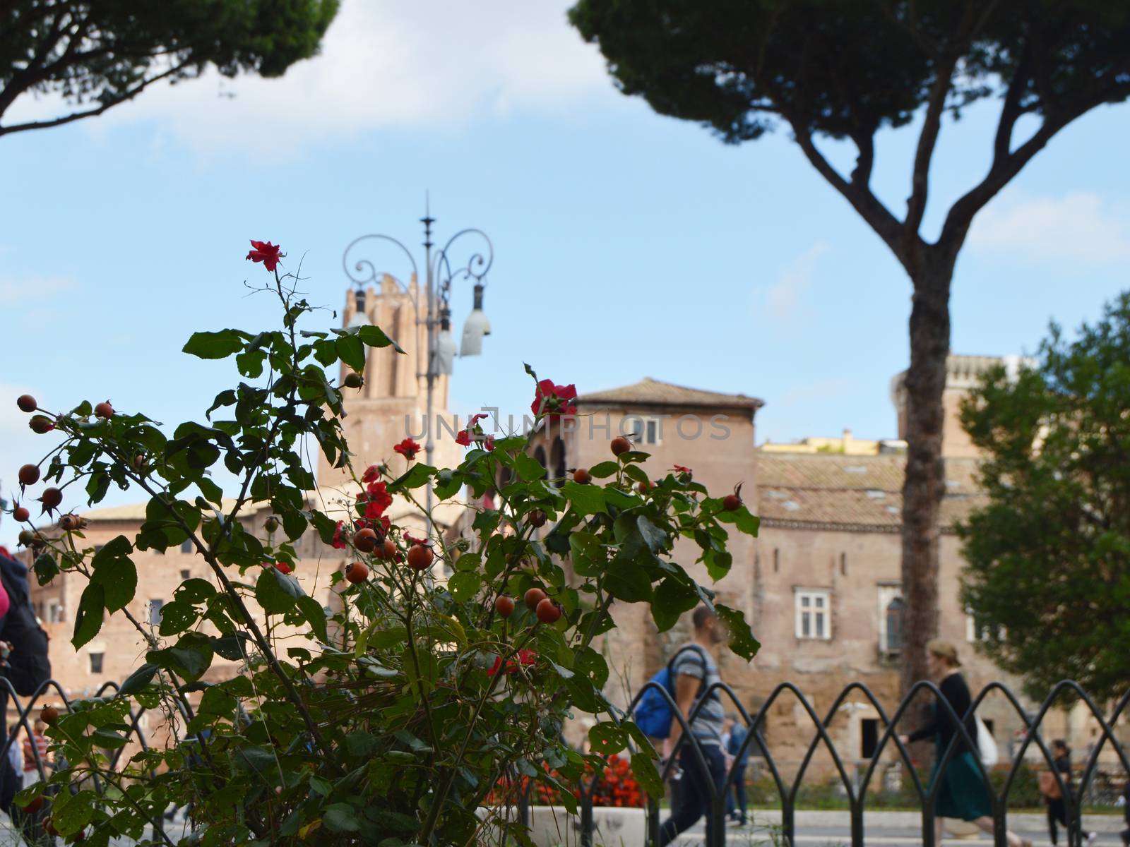 View of the Via dei Fori Imperiali is the main tourist street of Rome, through the flowering wild rose bushes, on 7 October 2018.