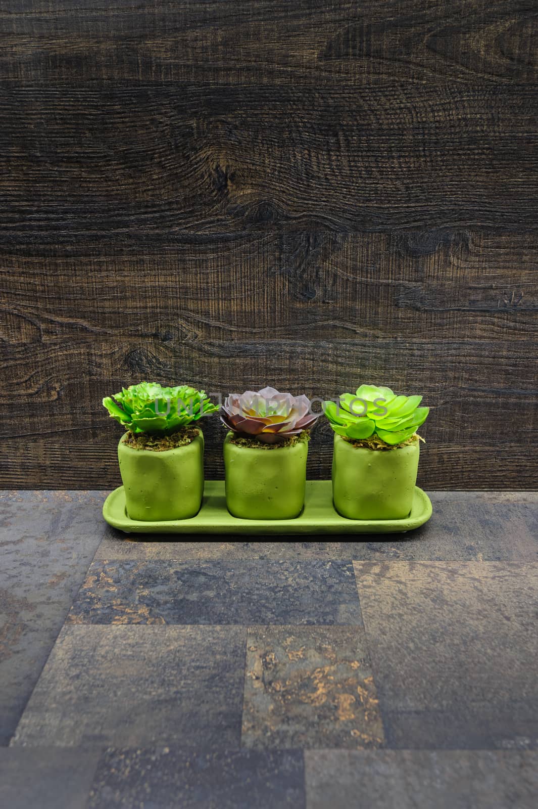 Succulent plants on stone and wood background by starush