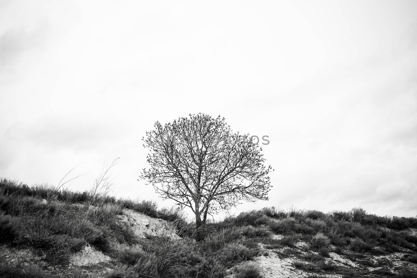 Scary tree in the forest, detail of a forest in nature