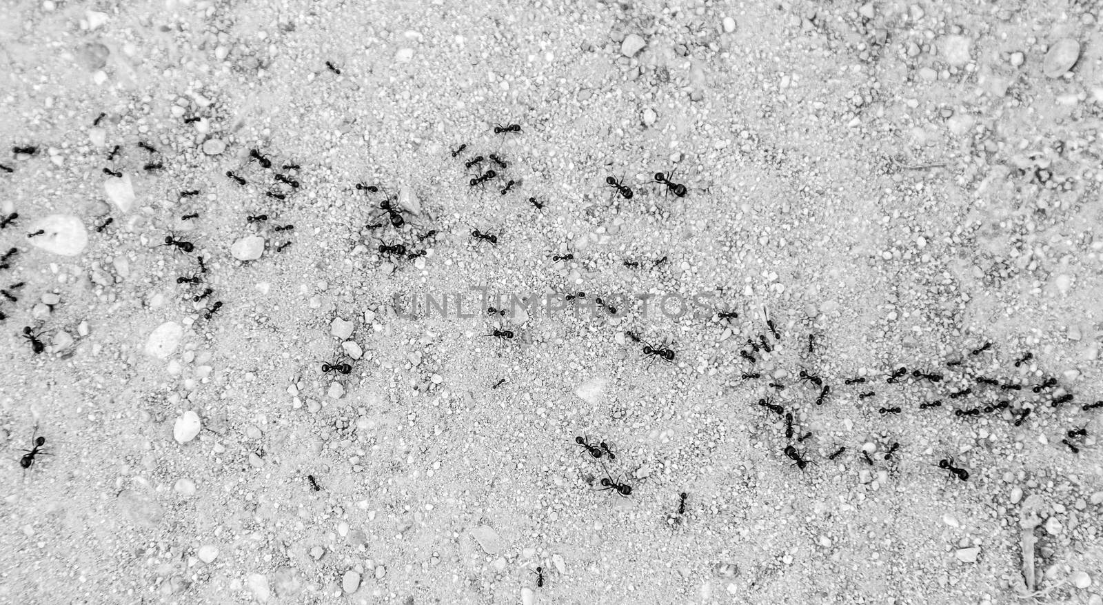 Ants walking, detail of ants in nature
