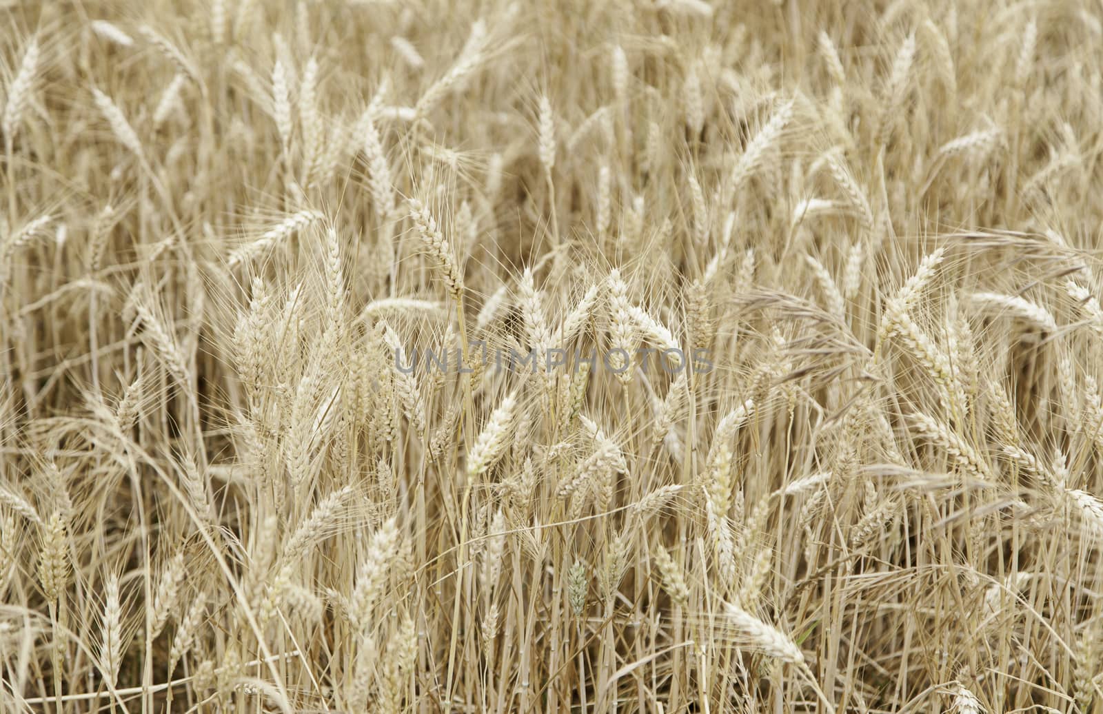 Wheat field by esebene