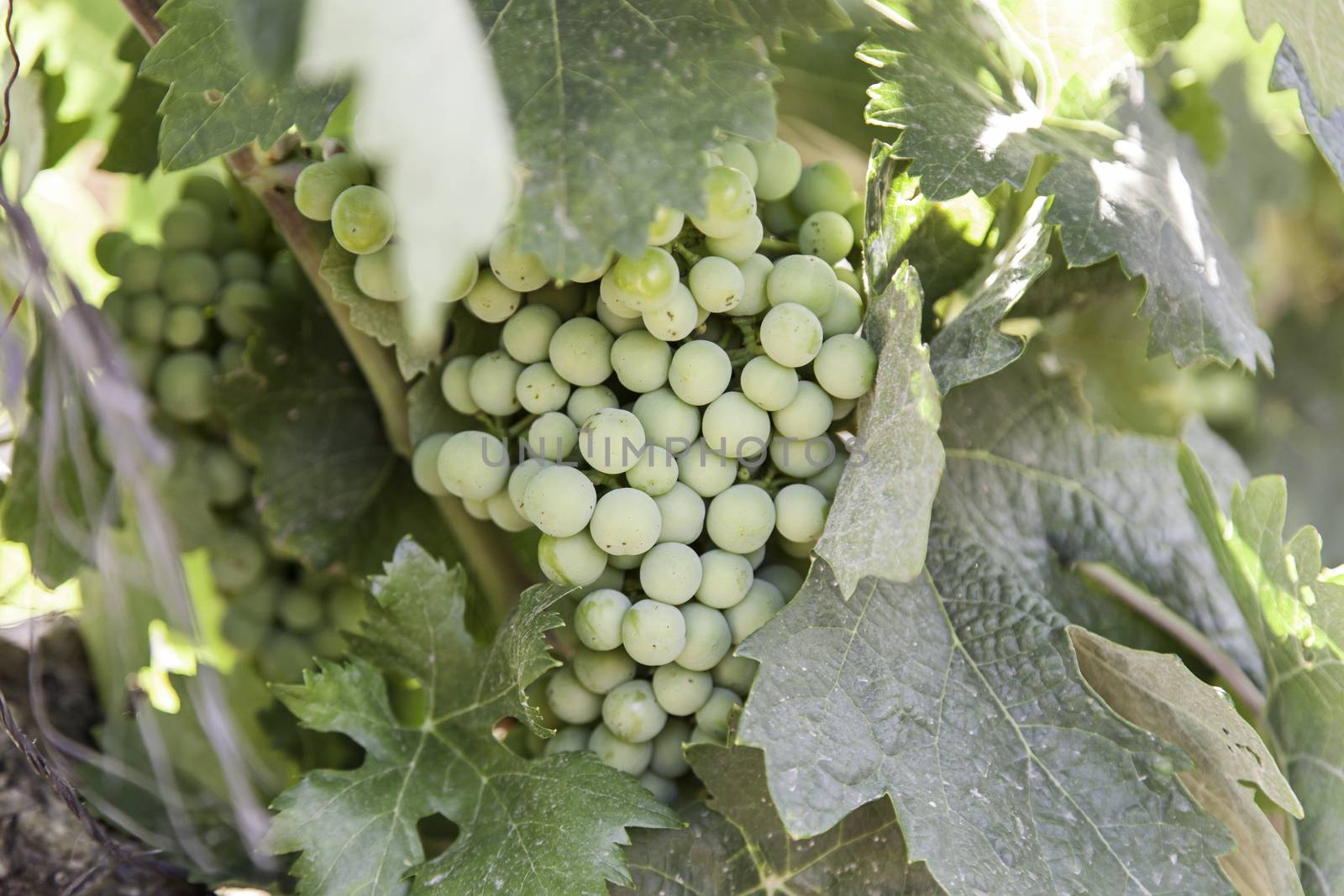 Bunches of grapes, detail fruit in the field, healthy food