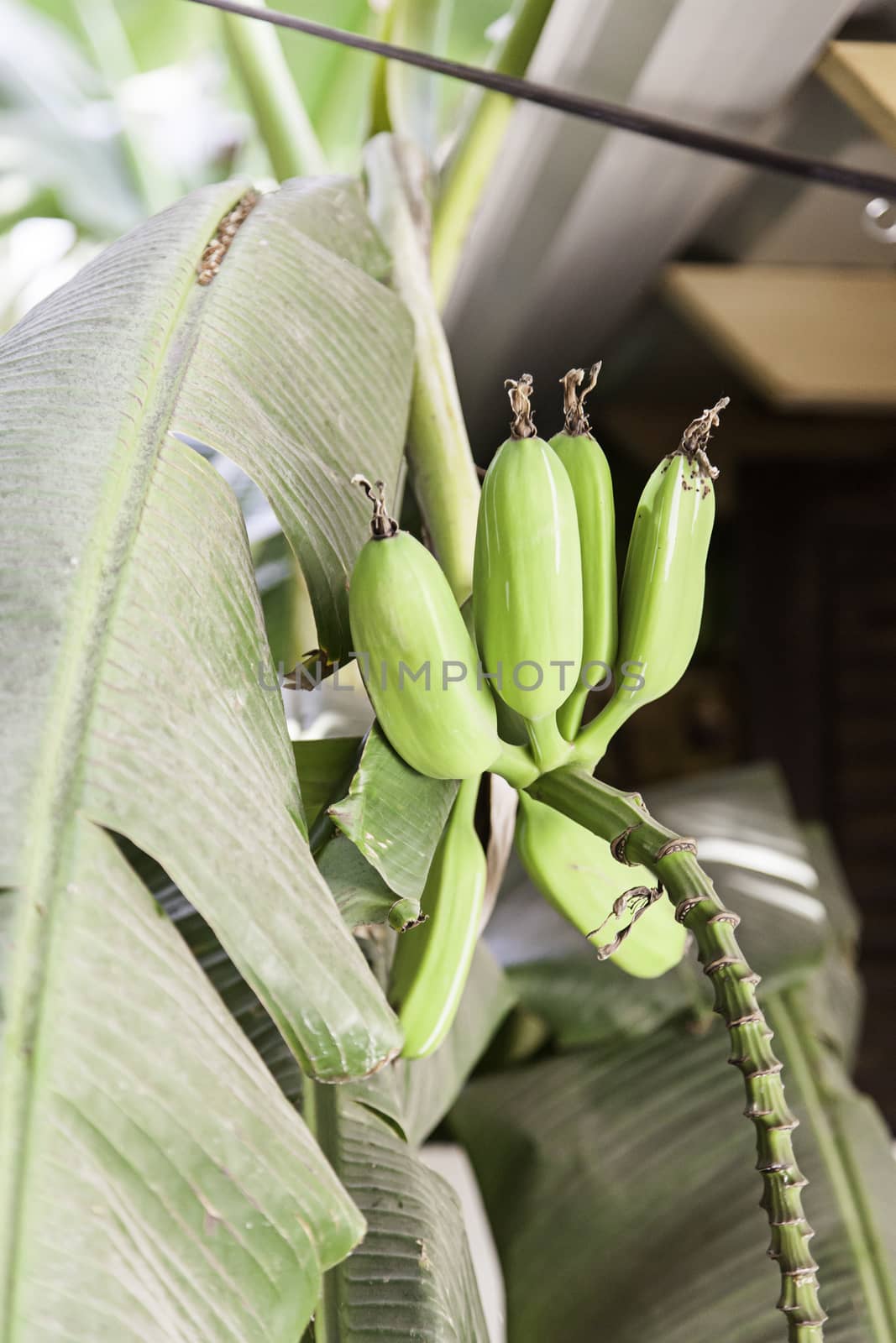 Banana plant by esebene