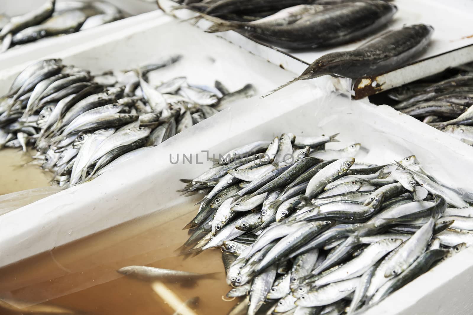 Fresh fish in a market, detail of an old market, healthy food