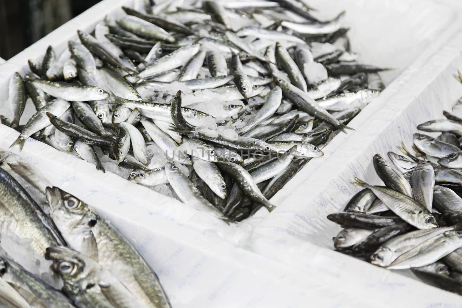 Fish shop sardines trays, food