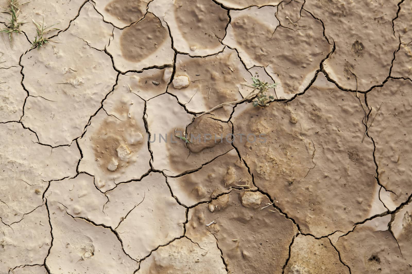 Dry land, detail of drought, climatic change