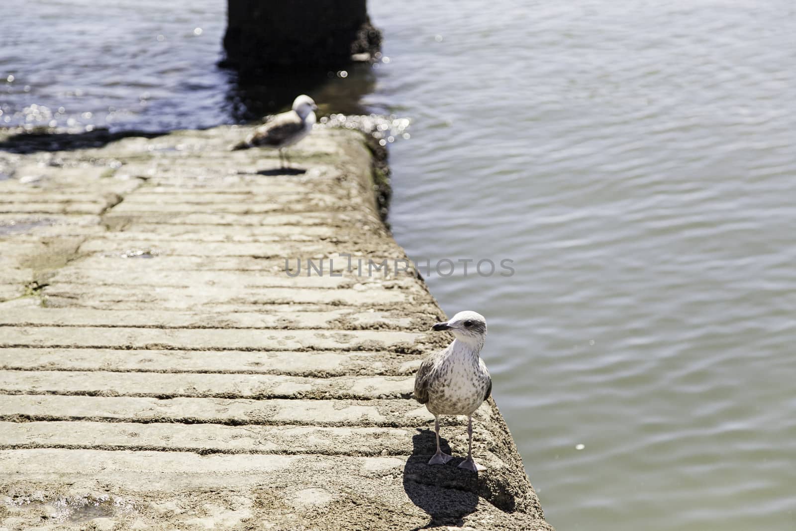 Seagull on the beach, wild bird detail