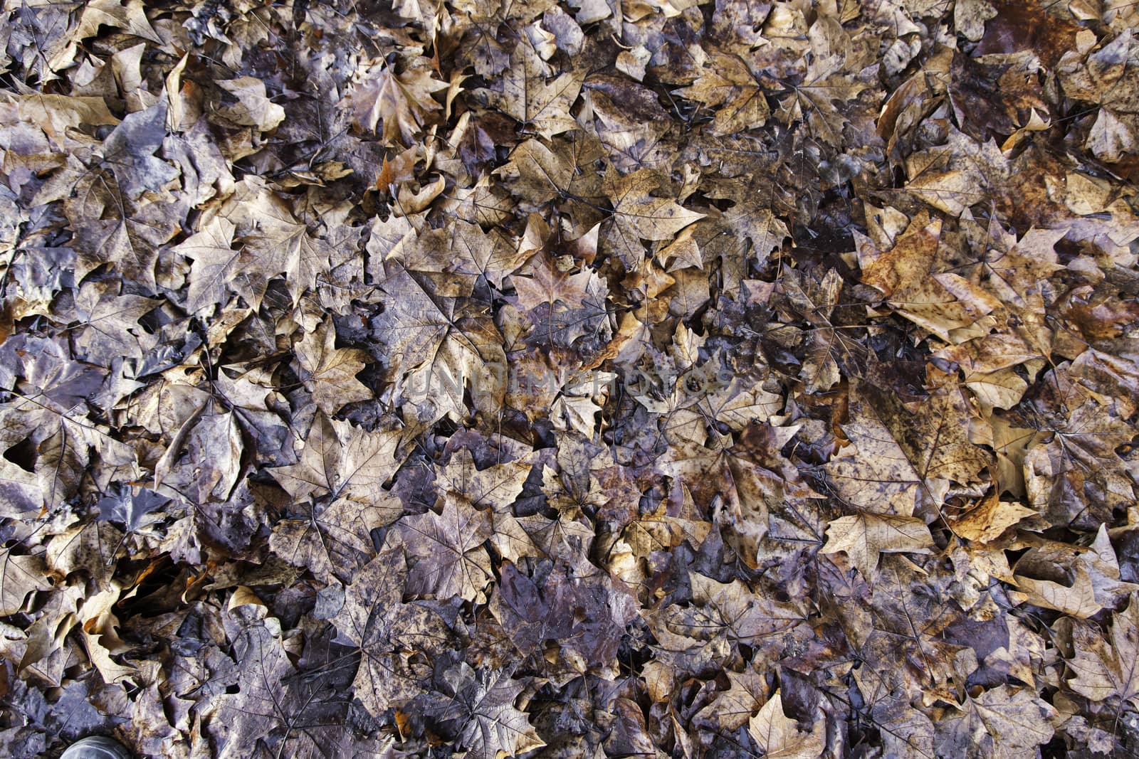 Dried leaves of autumn, detail of cold and rain