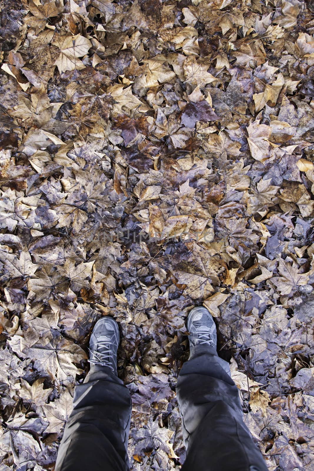 Dried autumn leaves by esebene