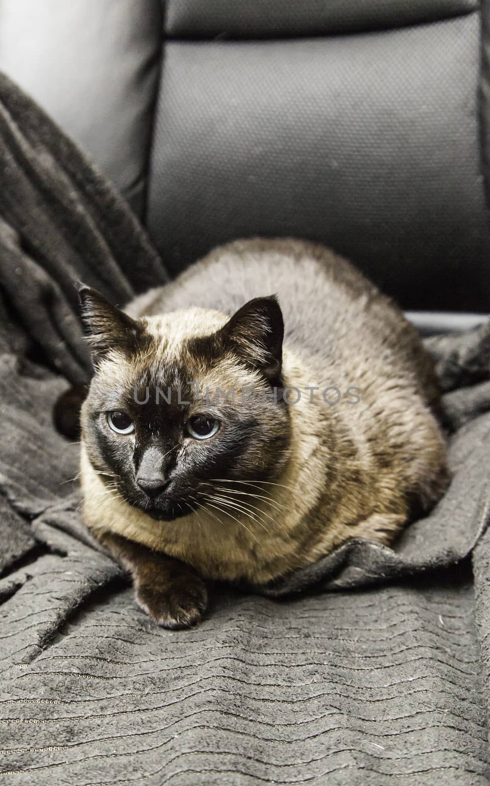 Siamese cat resting, detail of a pet, feline
