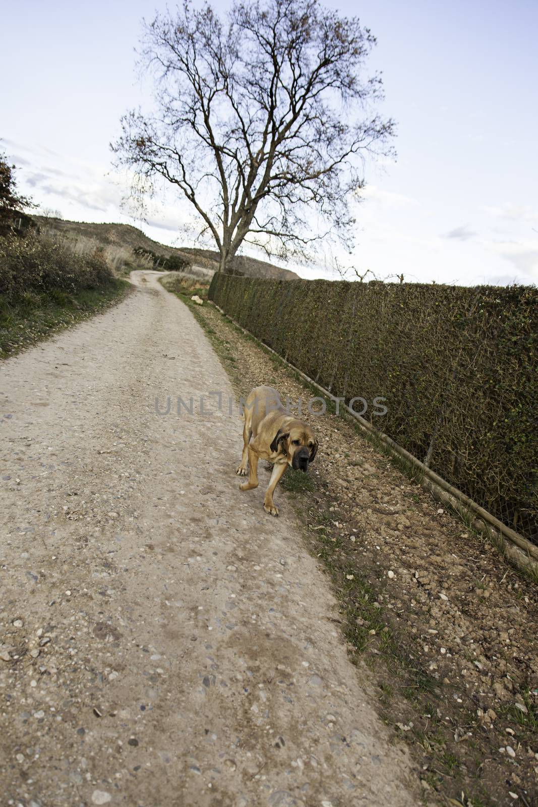 Dog fila brasileiro, dog guardian of company