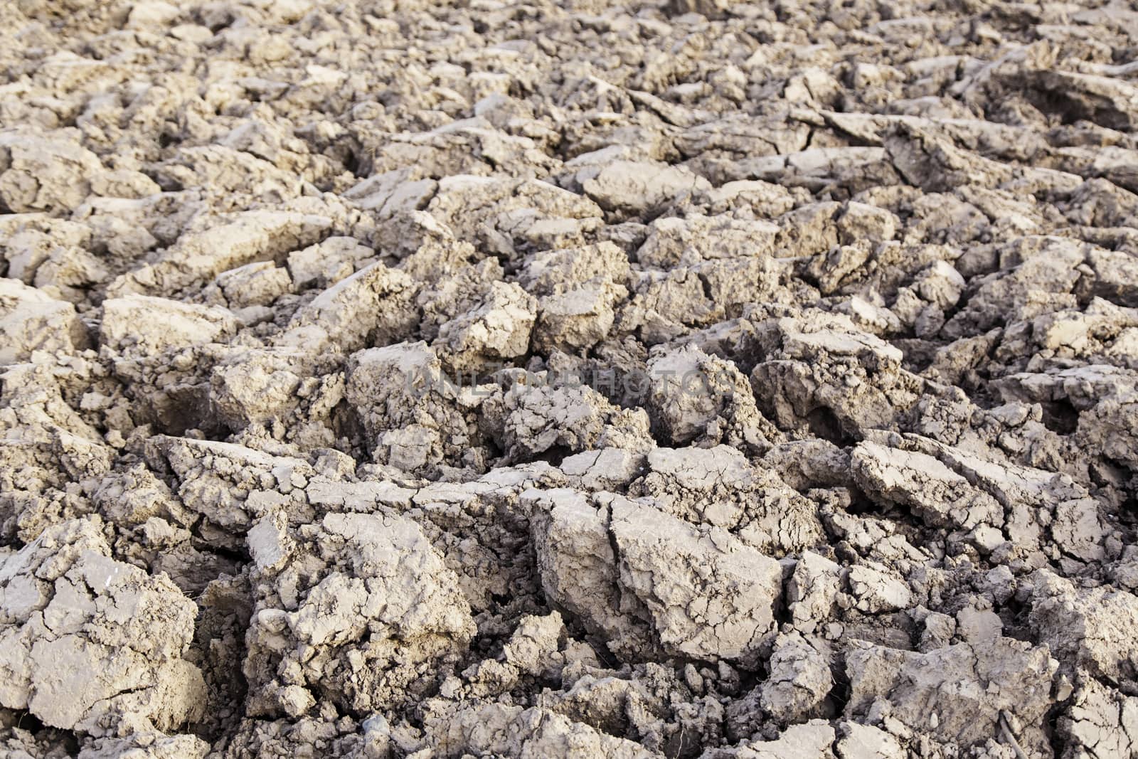 Dry land in the countryside, detail of drought and climatic change