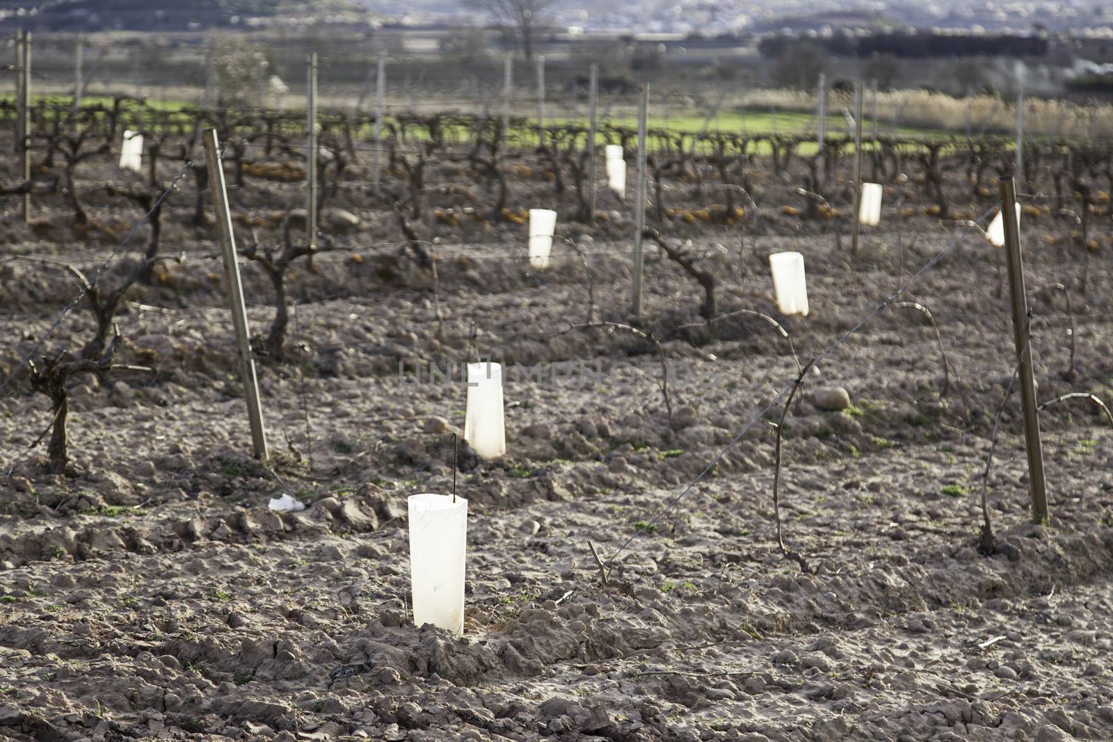 Vineyards of grapes, detail of plants to make wine
