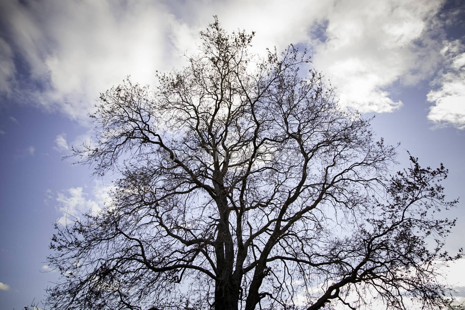 Dry tree, tetric tree detail in nature