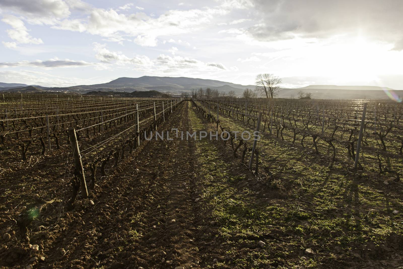 Vineyards of grapes, detail of plants to make wine
