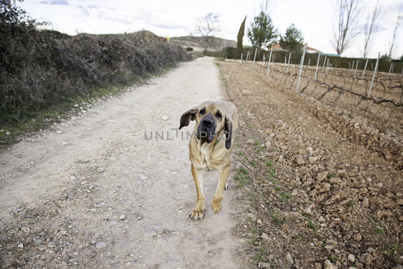 Dog fila brasileiro, dog guardian of company