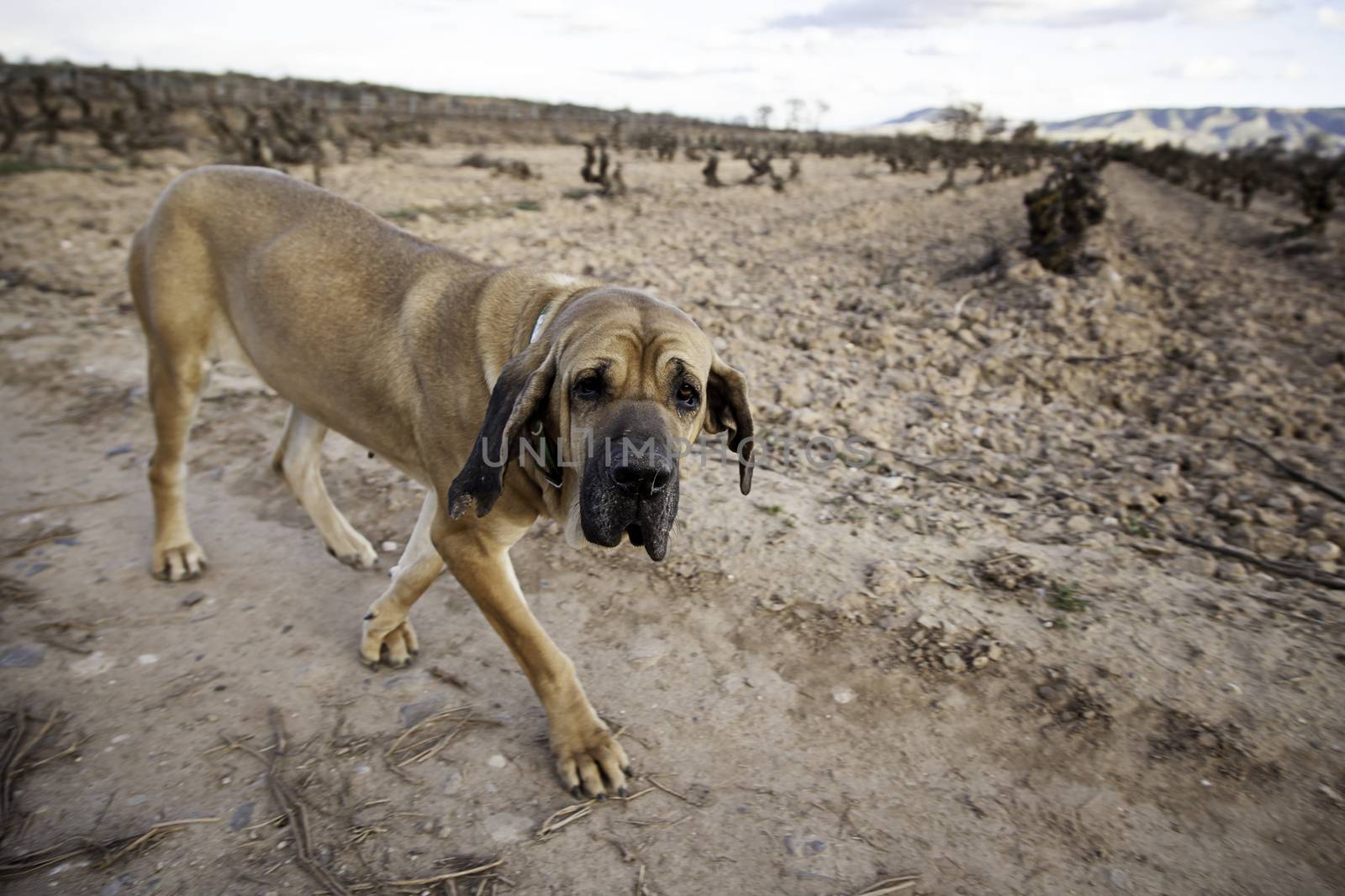Dog fila brasileiro, dog guardian of company