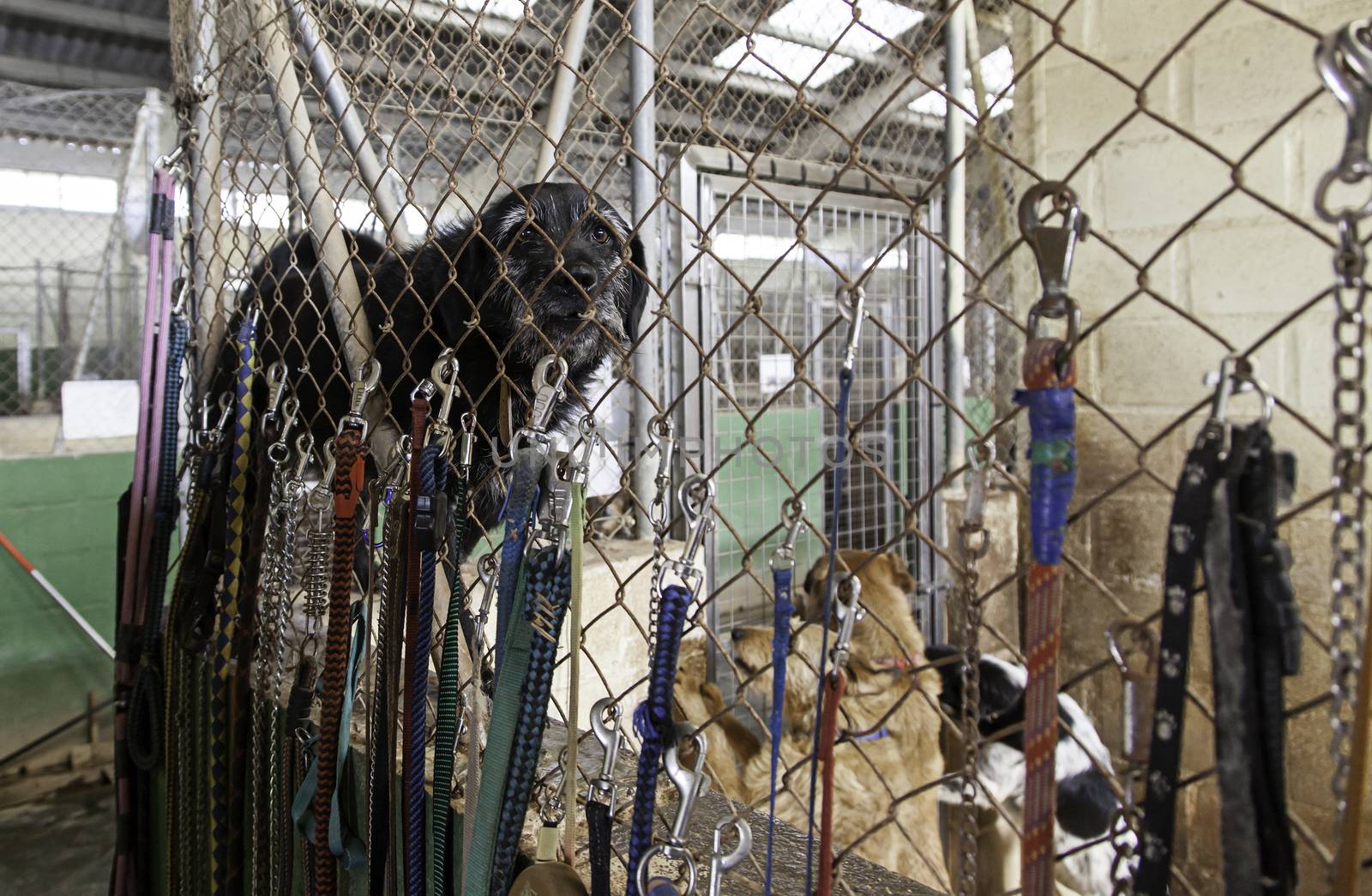 Caged and abandoned dogs, detail of street animals, animal abuse