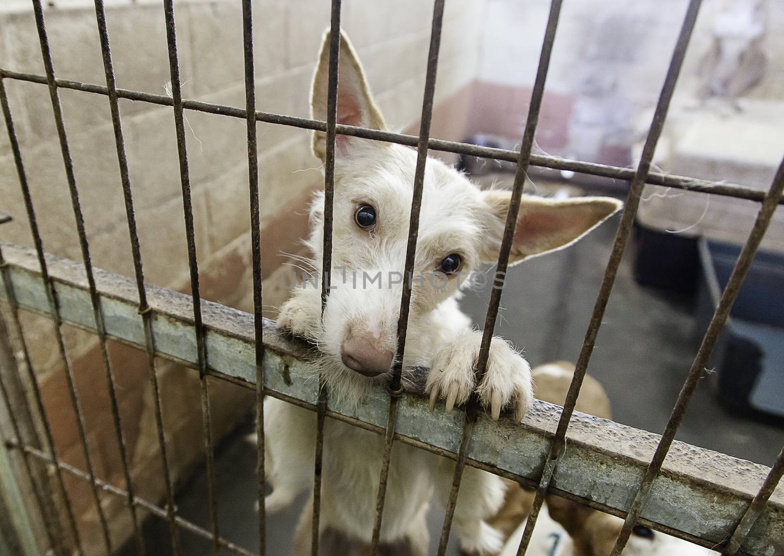 Caged and abandoned dogs, detail of street animals, animal abuse