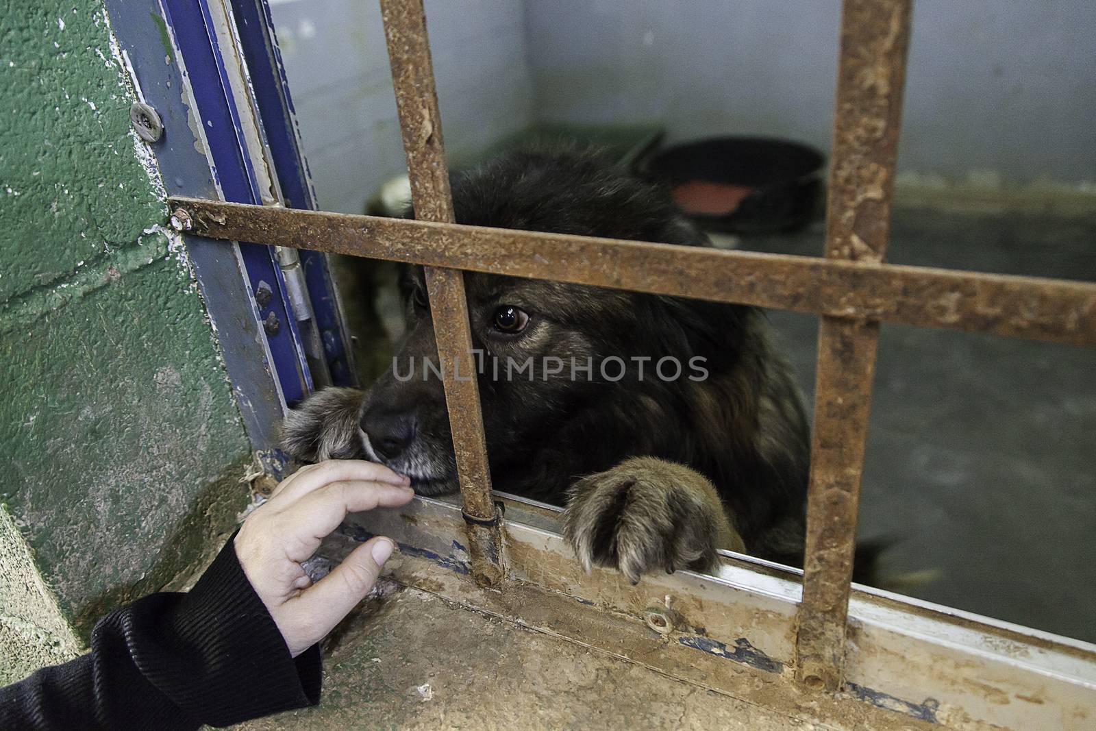 Caged and abandoned dogs, detail of street animals, animal abuse