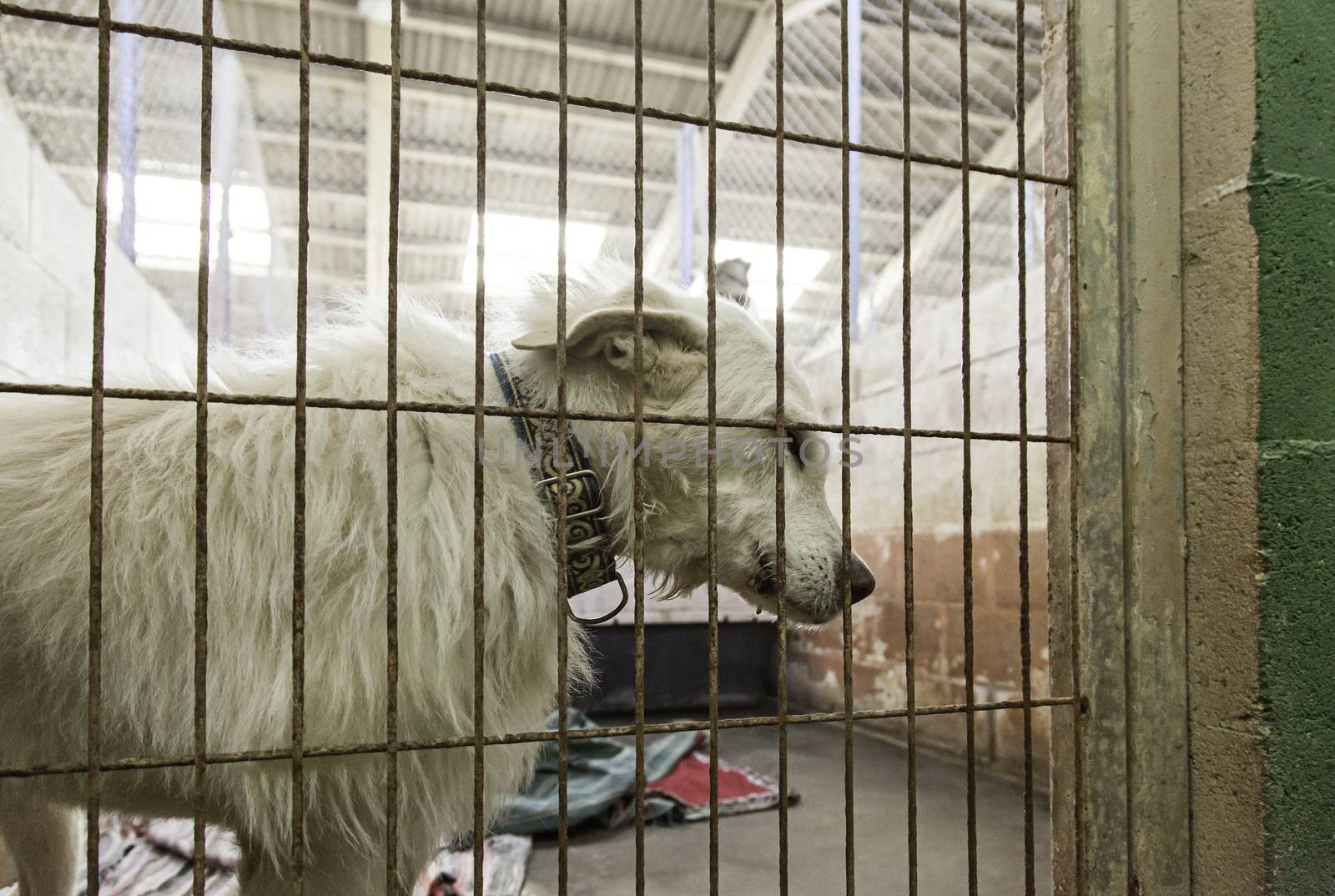 Caged and abandoned dogs, detail of street animals, animal abuse