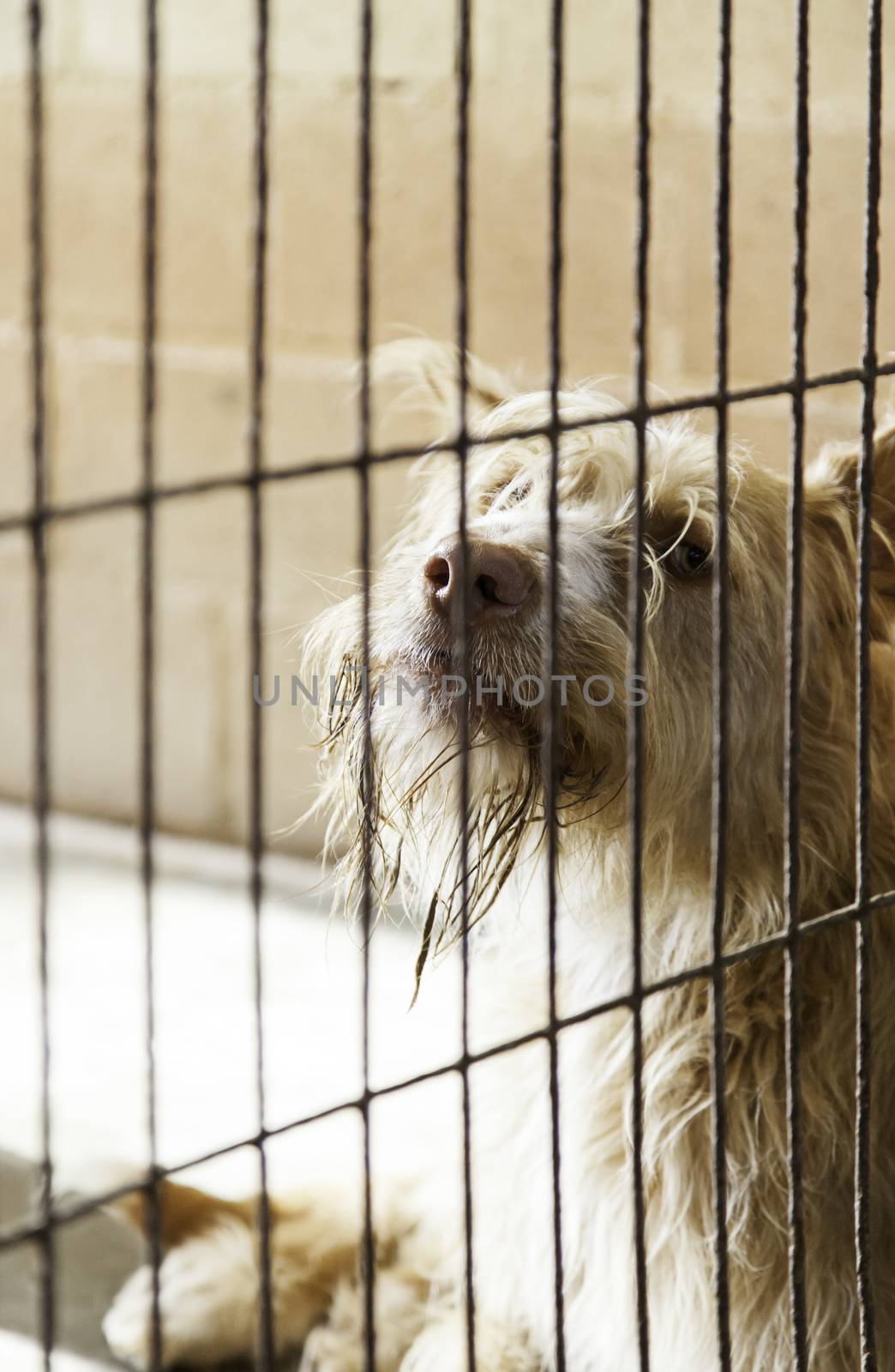 Caged and abandoned dogs, detail of street animals, animal abuse