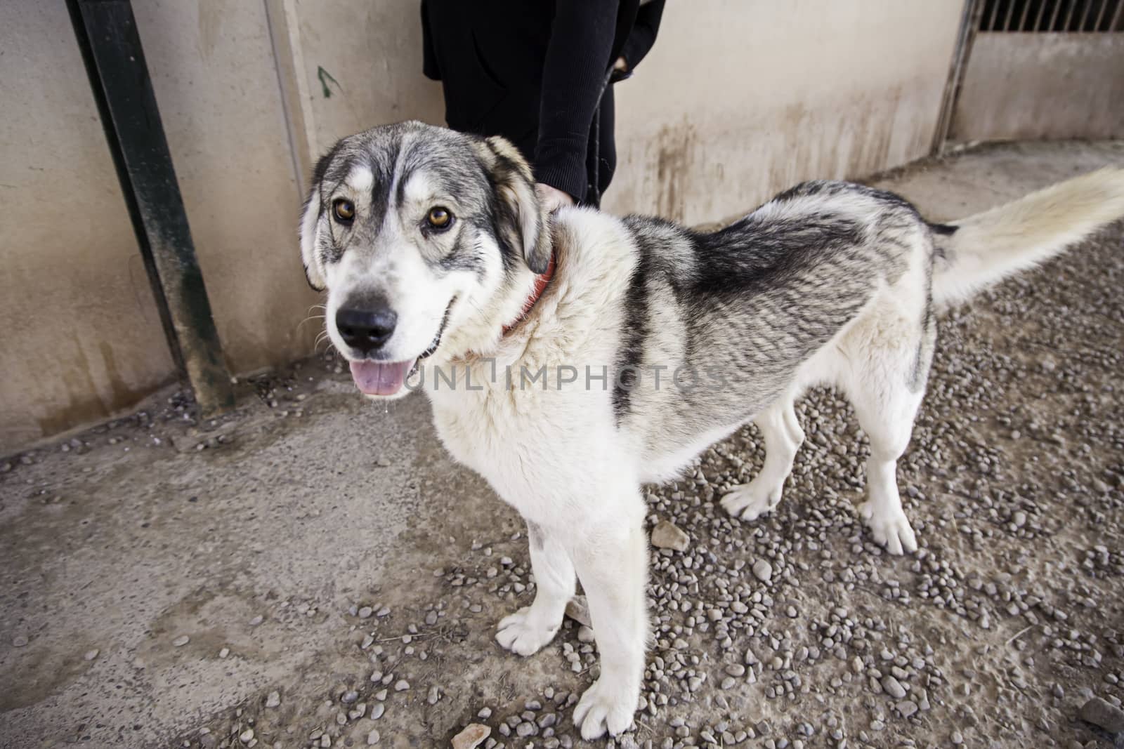 Abandoned dog, detail of a rescued animal, second chance