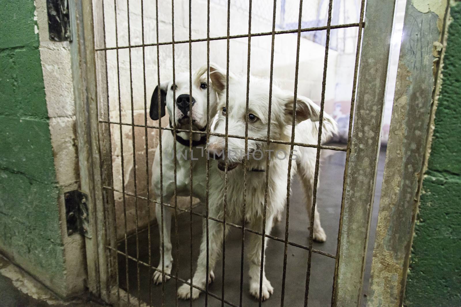 Caged and abandoned dogs, detail of street animals, animal abuse