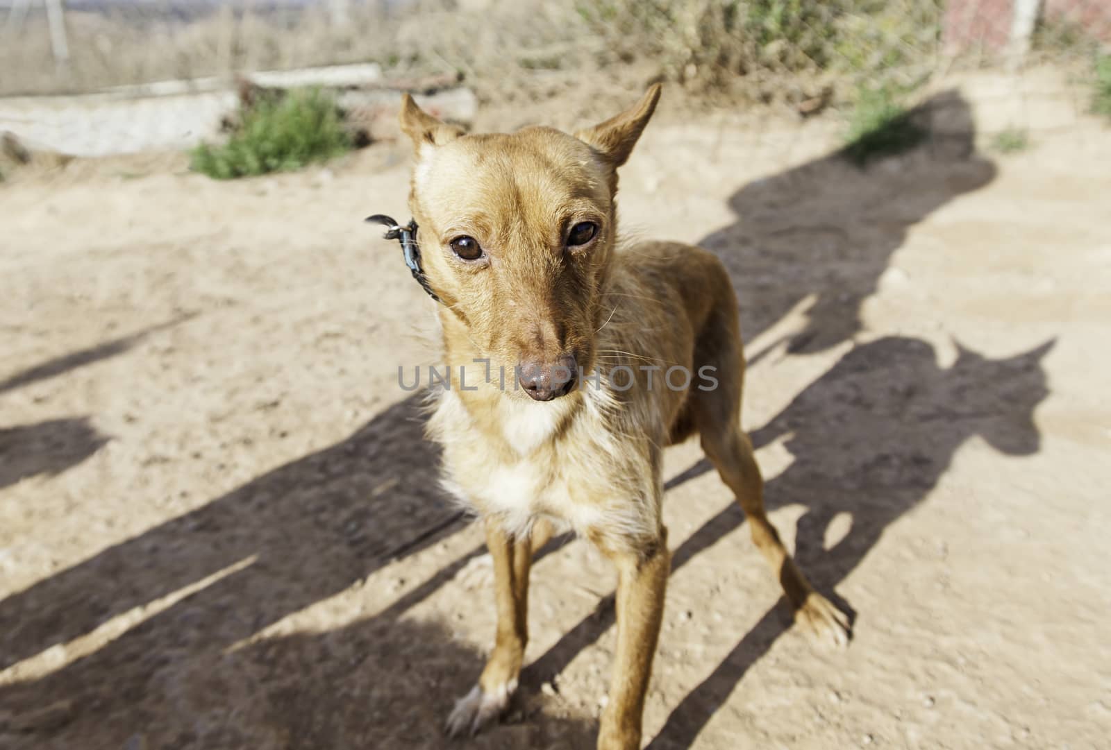 Abandoned dog, detail of a rescued animal, second chance