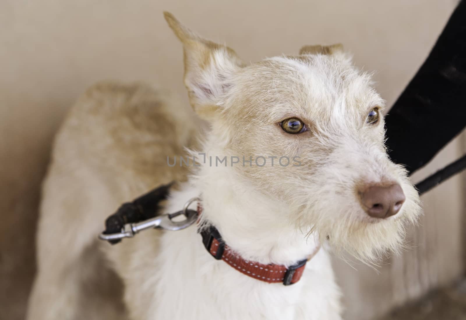 Abandoned dog, detail of a rescued animal, second chance