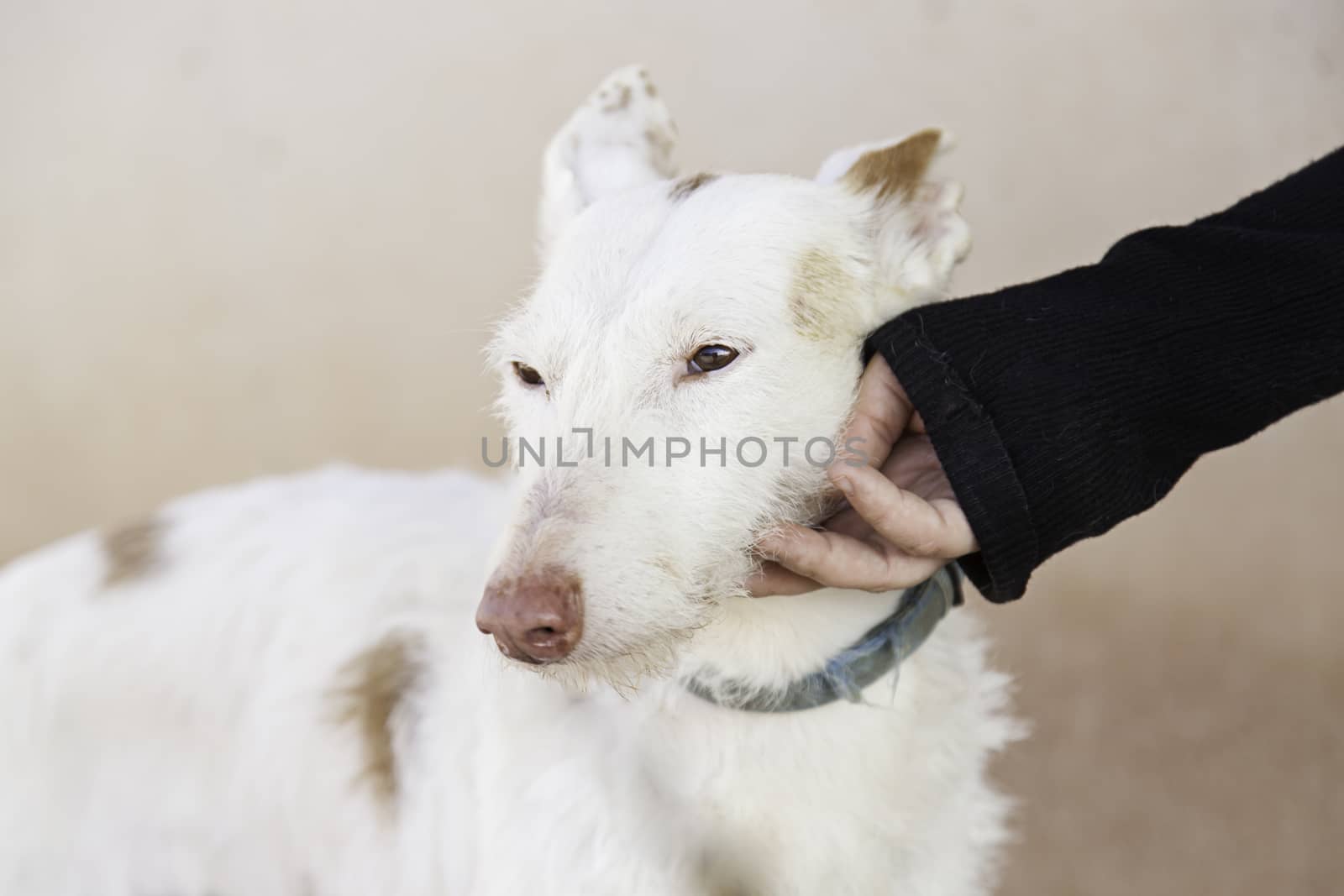 Abandoned dog, detail of a rescued animal, second chance