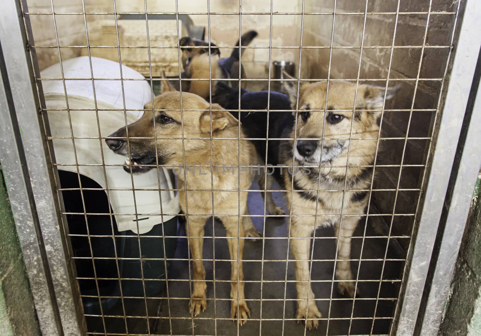 Caged and abandoned dogs, detail of street animals, animal abuse