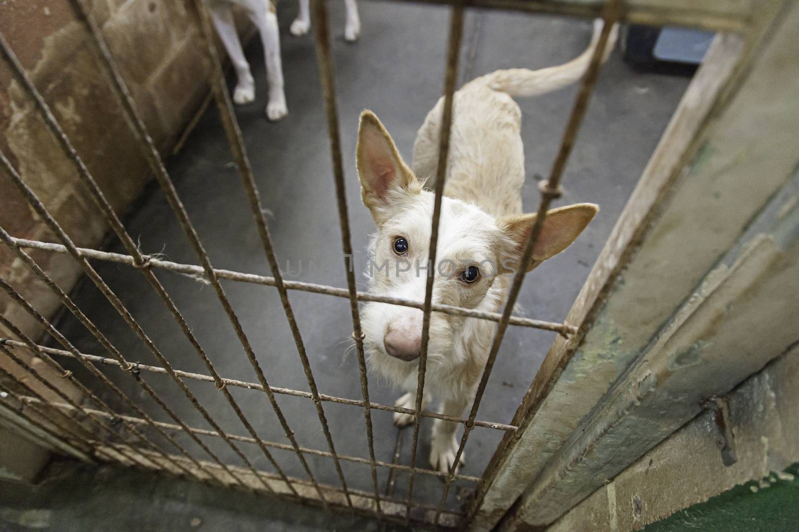 Caged and abandoned dogs, detail of street animals, animal abuse