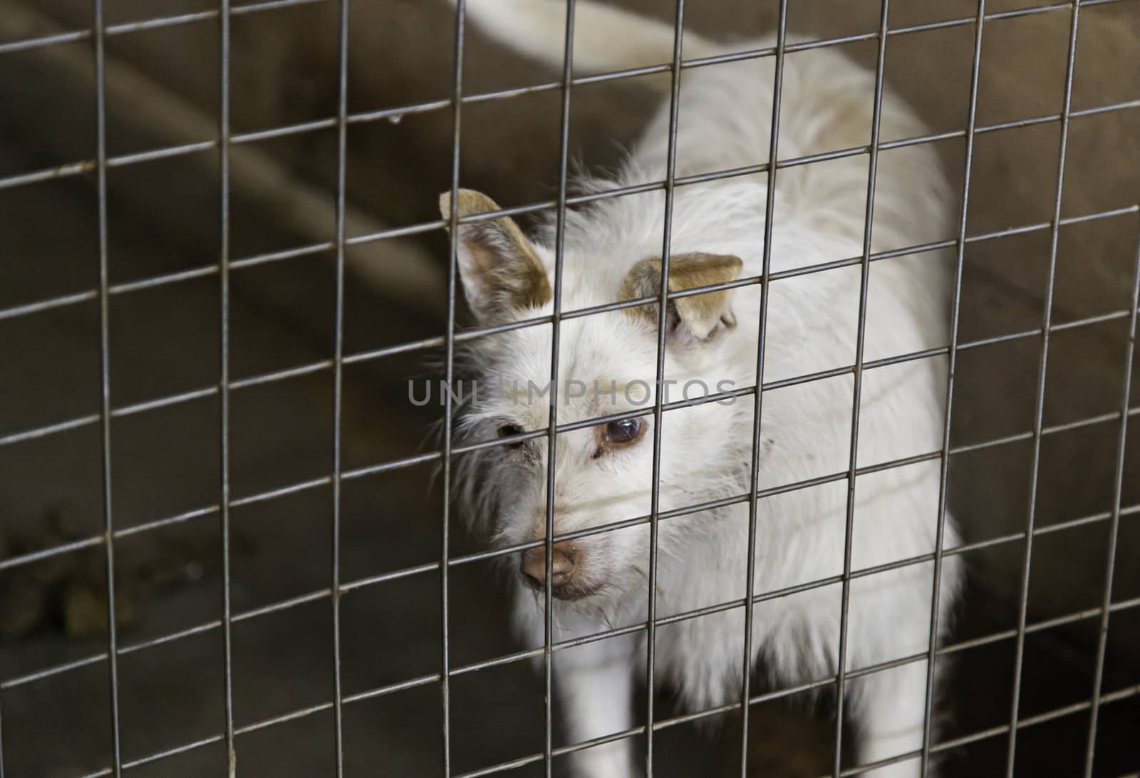 Caged and abandoned dogs, detail of street animals, animal abuse