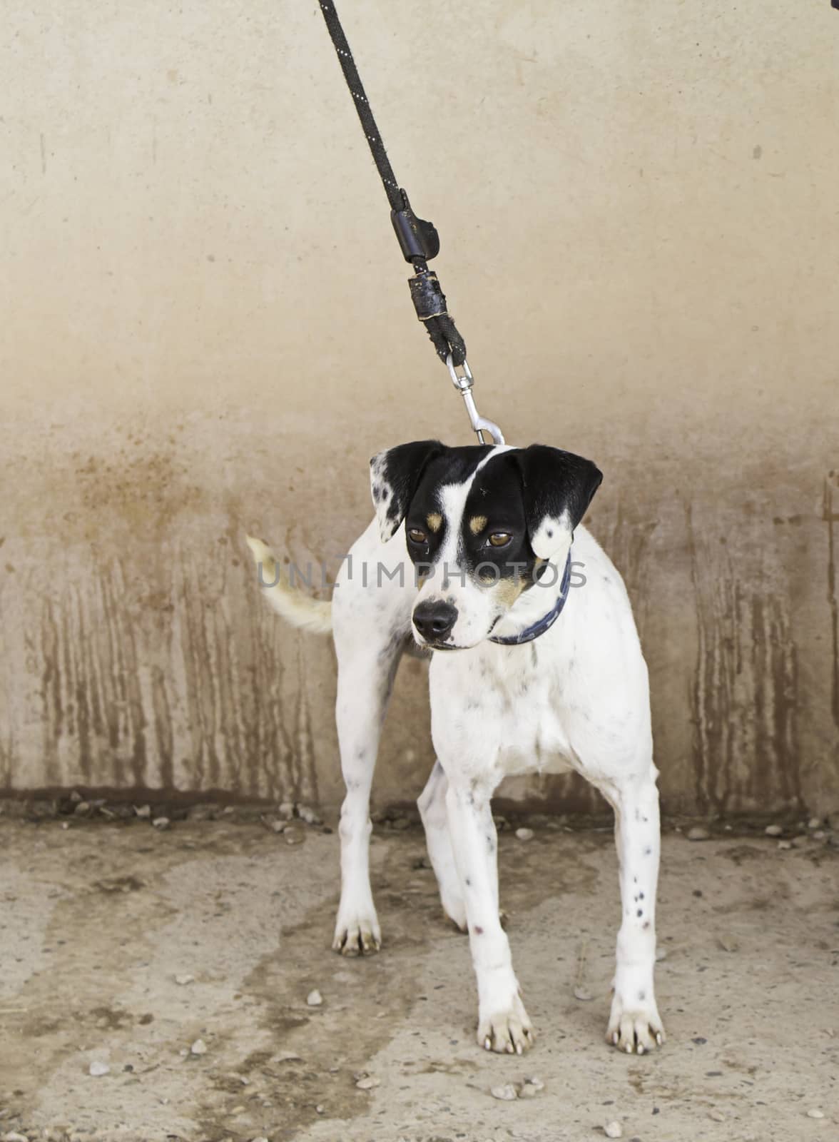 Abandoned dog, detail of a rescued animal, second chance