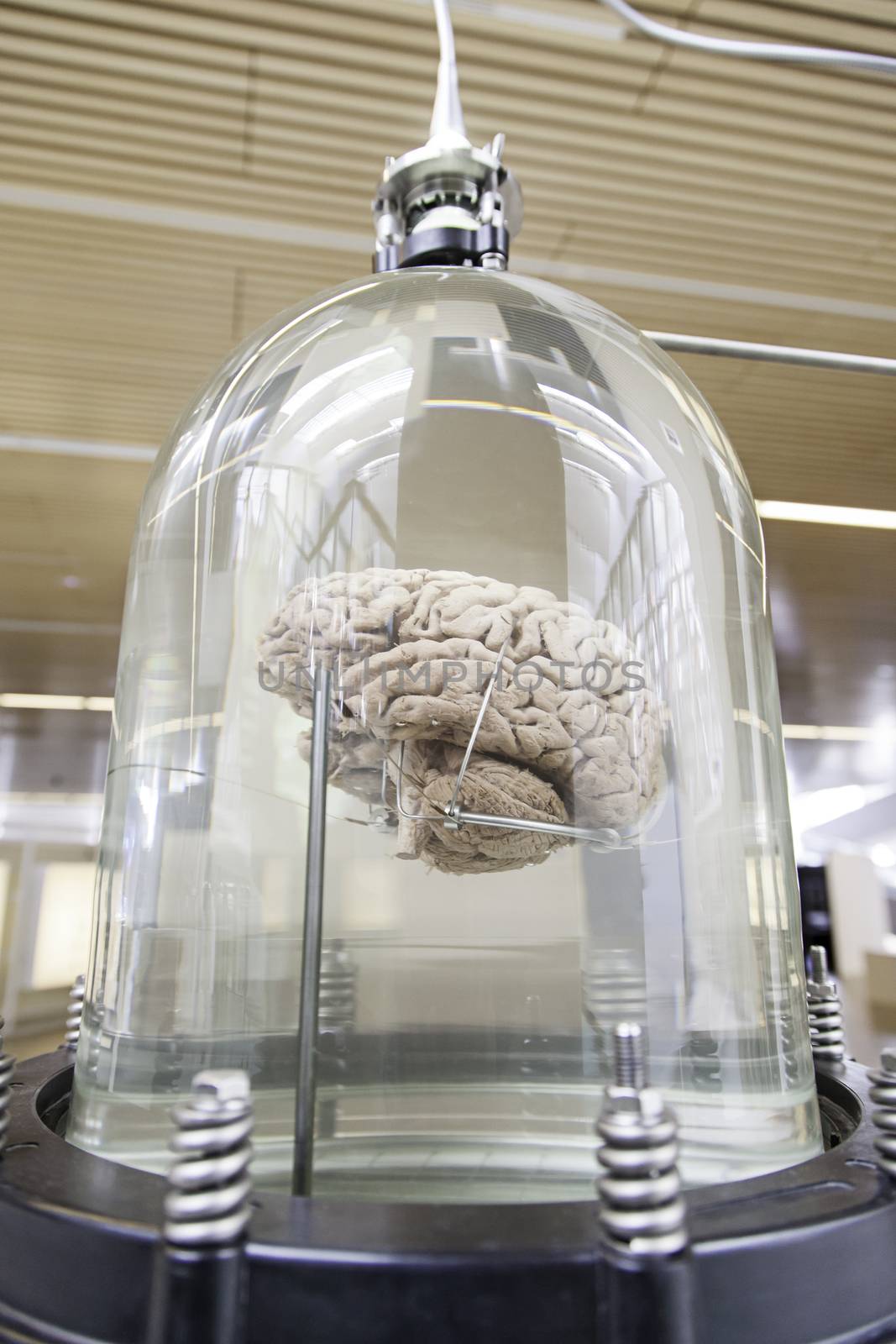 Human brain, detail of a human organ, intelligence and thought