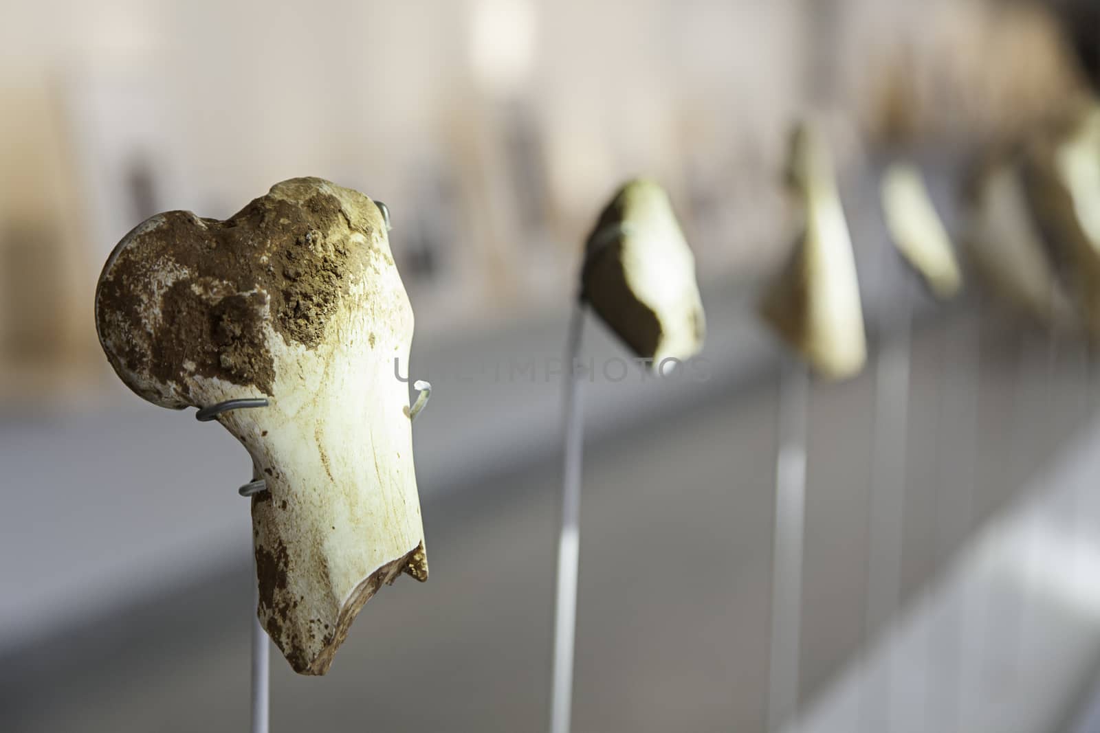 Prehistoric human bones, detail of ancient bones, human history