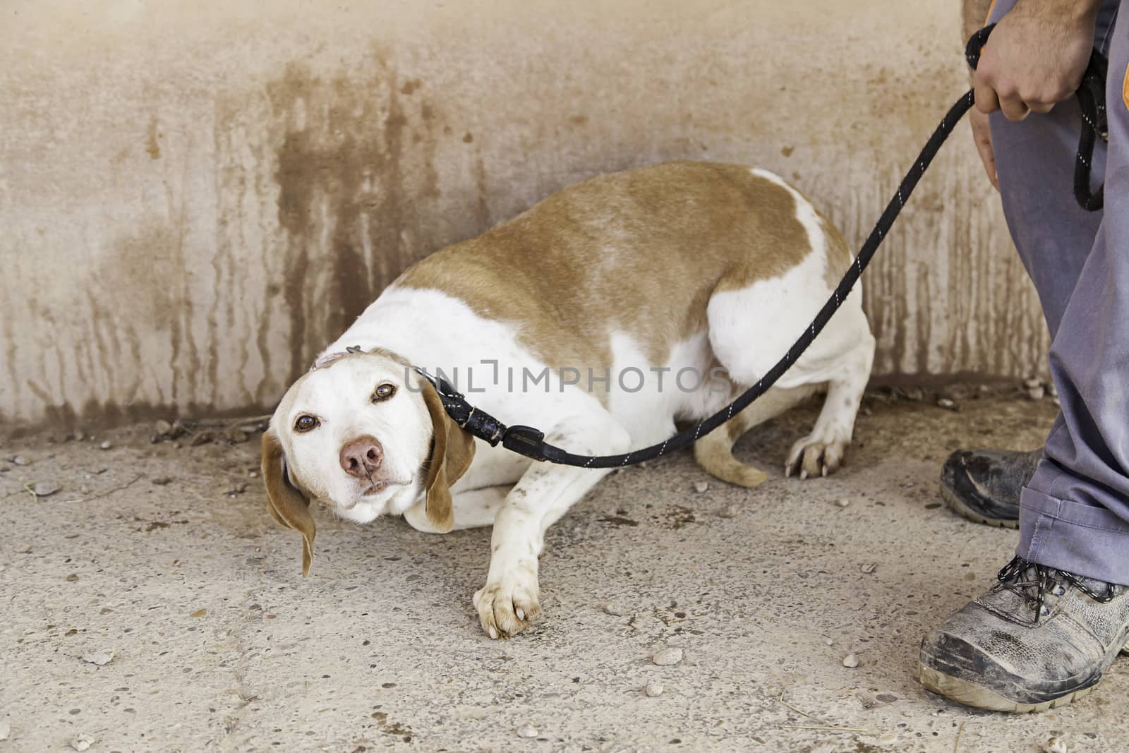 Abandoned dog, detail of a rescued animal, second chance