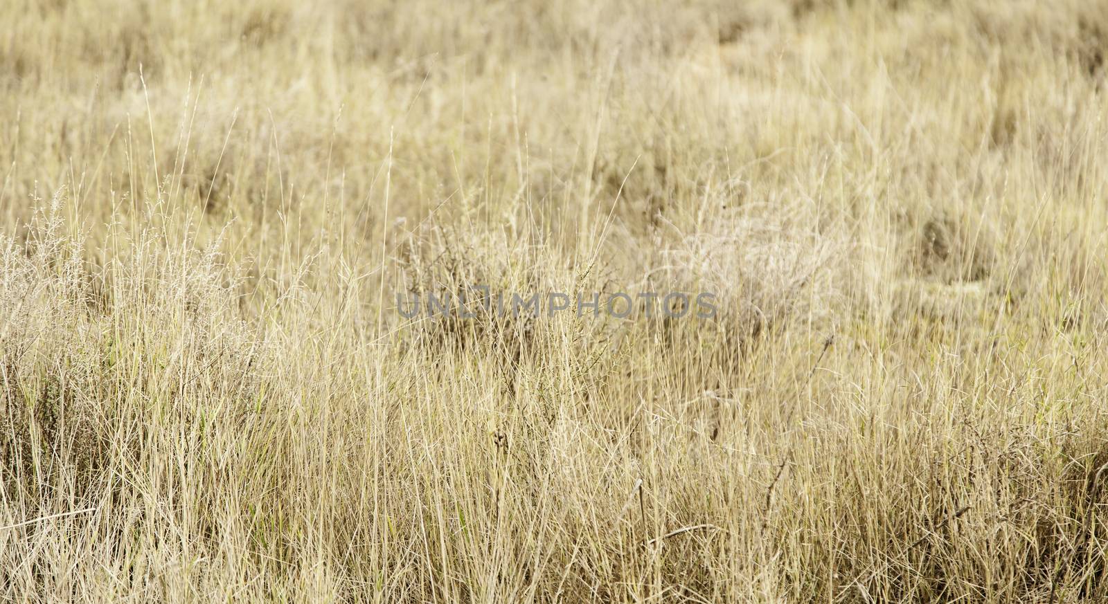 Fresh grass, detail of a green field, nature