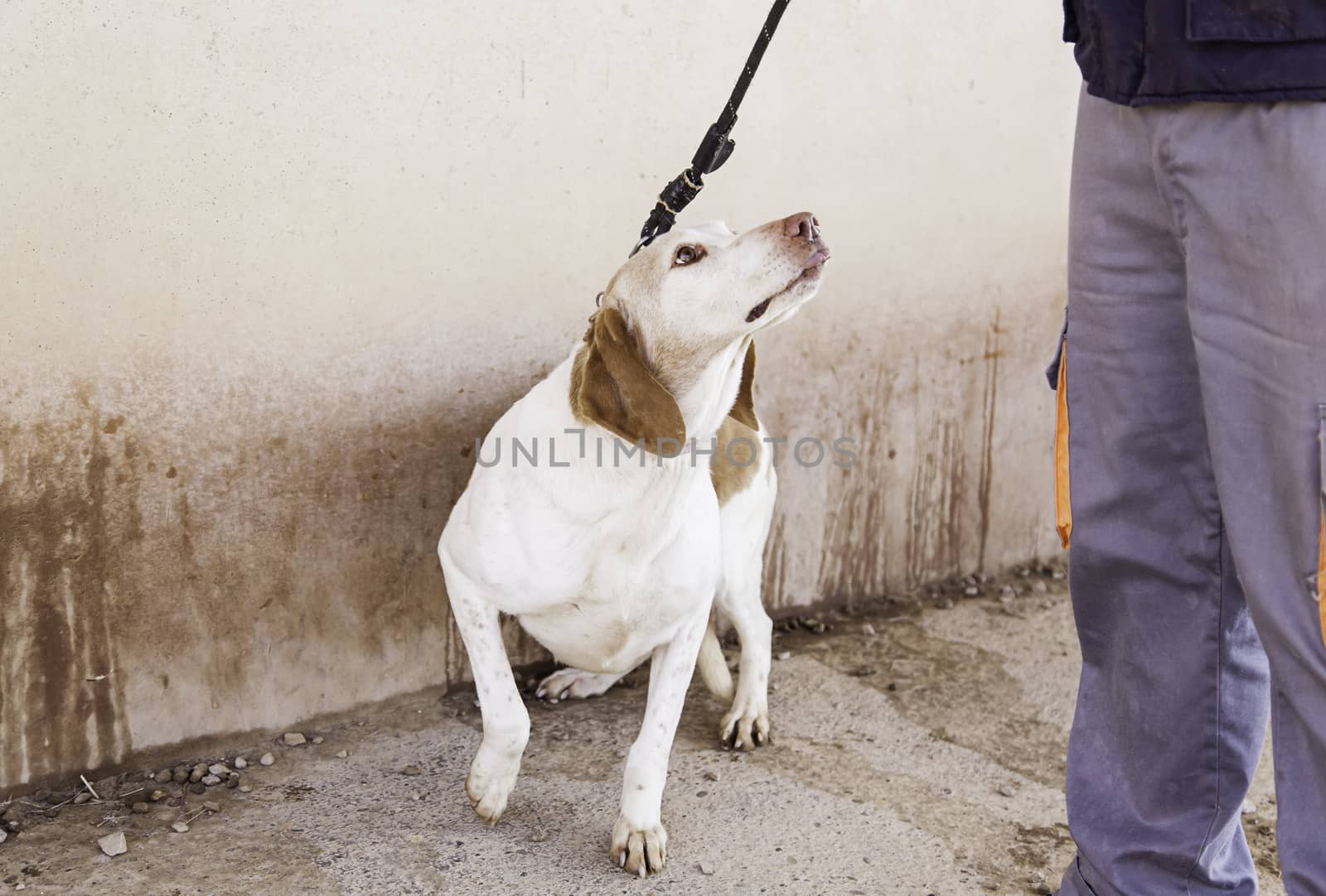 Abandoned dog, detail of a rescued animal, second chance