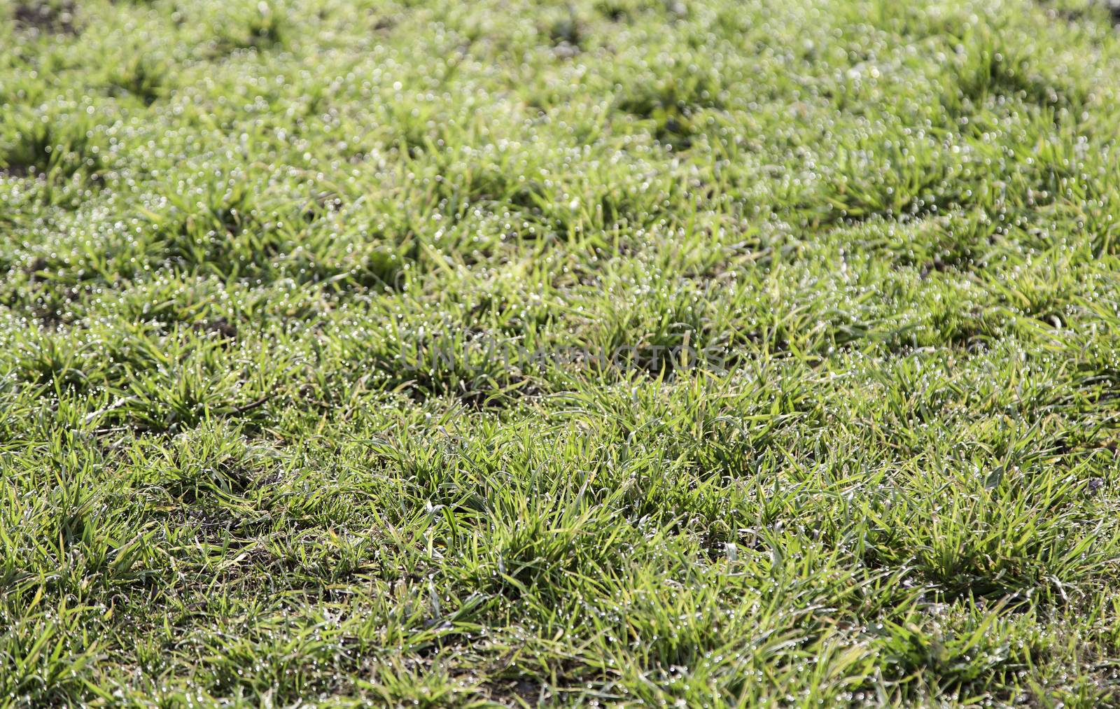 Fresh grass, detail of a green field, nature