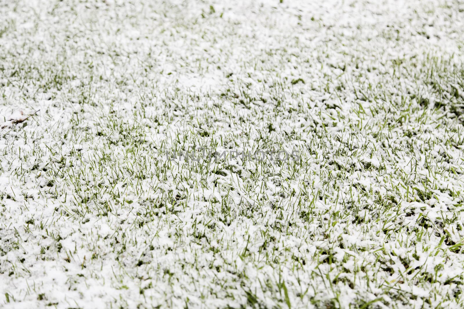 Snow on the grass, detail of a cold winter day