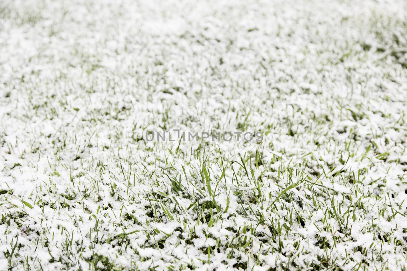 Snow on the grass, detail of a cold winter day